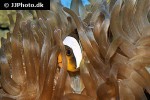 amphiprion ocellaris