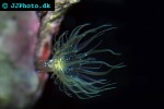 aiptasia spp   glass anemone  