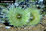 anthopleura xanthogrammica   giant green anemone  