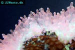 entacmaea quadricolor   bubbletip anemone  