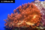 entacmaea quadricolor   bubbletip anemone  