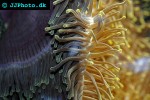 heteractis crispa   sebae anemone  