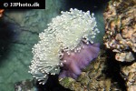 heteractis magnifica   sebae anemone  