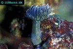 heteractis malu   sebae anemone  
