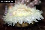 heteractis species aff aurora   beaded sea anemone  