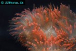 macrodactyla doreensis   corkscrew anemone  
