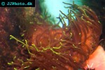 macrodactyla spp   long tentacle anemone  