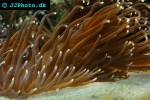 macrodactyla spp   long tentacle anemone  
