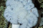 metridium farcimen   plumose anemone  