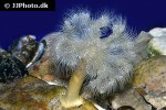 metridium senile   frilled clonal plumose anemone  