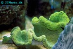 stichodactyla haddoni   green carpet anemone  