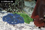 stichodactyla spp   carpet anemone  