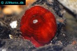 stomphia coccinea   swimming anemone  