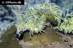 urticina columbiana   columbia sand anemone  