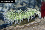 urticina columbiana   columbia sand anemone  
