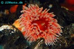 urticina felina   dahlia anemone  