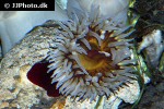 urticina poiscivora   fish eating anemone  