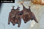 carollia perspicillata   seba s short tailed bat  