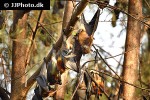 pteropus hypomelanus lepidus   island fruit bat flying fox  