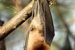 pteropus hypomelanus lepidus   island fruit bat flying fox  