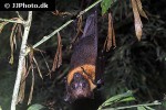 pteropus mariannus   mariana fruit bat  