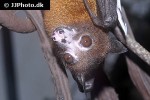 pteropus mariannus   mariana fruit bat  