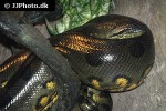 eunectes murinus   green anaconda  
