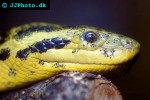 eunectes notaeus   yellow anaconda  