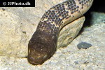 aipysurus laevis   olive brown sea snake  
