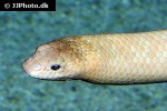 aipysurus laevis   olive brown sea snake  
