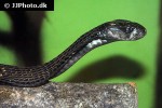 naja sputatrix   javan spitting cobra  