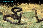ophiophagus hannah   king cobra  