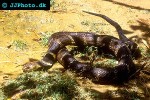 ophiophagus hannah   king cobra  