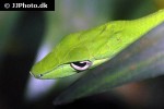 ahaetulla prasina   oriental whip snake  