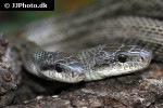 elaphe climacophora   japanese rat snake  