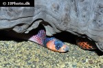 lampropeltis triangulum hondurensis   honduran milk snake  