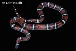 lampropeltis triangulum sinaloae   sinaloan milk snake  