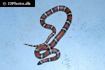 lampropeltis triangulum sinaloae   sinaloan milk snake  