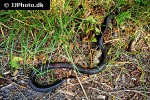 natrix natrix   grass snake  