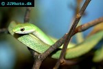 opheodrys aestivus   rough green snake  