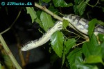 orthriophis taeniura friesi   beauty snake  