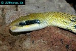 orthriophis taeniura taeniura   beauty snake  
