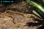 ptyas mucosus   oriental rat snake  
