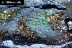 acanthastrea spp   polyp stony coral  