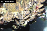 acropora millepora   cluster staghorn coral  