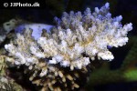 acropora plana   smallpolyp staghorn coral  