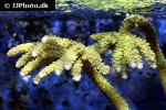 acropora spp   bali sliimer staghorn coral  