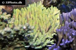 acropora spp   deepwater staghorn coral  