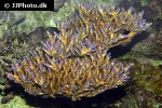 acropora spp   staghorn coral  