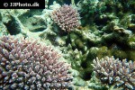acropora spp   staghorn coral  
